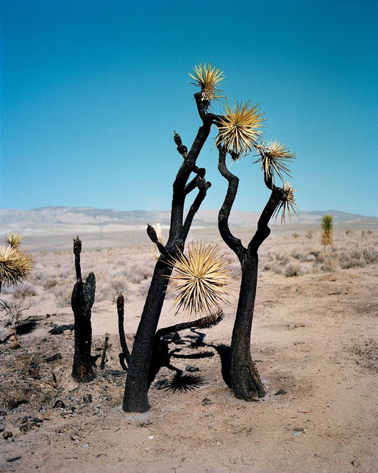GREGORY HALPERN Channels the Manifest Destiny Mysticism of Los Angeles